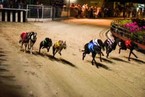 Cách Chơi Game Nhanh Đua Chó Tại New88 Đơn Giản Hiệu Quả 1 Cách Chơi Game Nhanh Đua Chó Tại New88 Đơn Giản Hiệu Quả