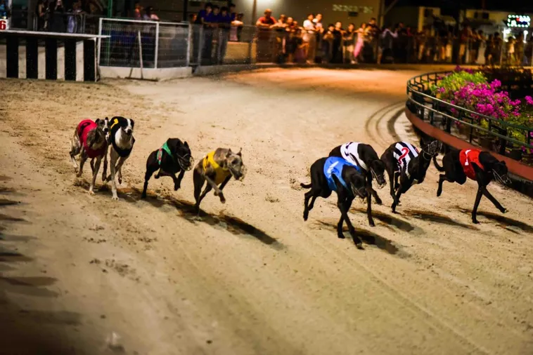 Cách Chơi Game Nhanh Đua Chó Tại New88 Đơn Giản Hiệu Quả