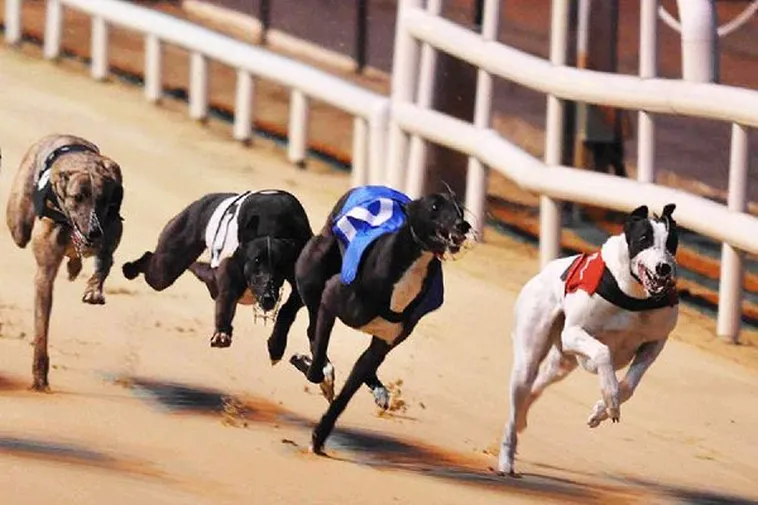 Cách Chơi Game Nhanh Đua Chó Tại New88 Đơn Giản Hiệu Quả 2 Cách Chơi Game Nhanh Đua Chó Tại New88 Đơn Giản Hiệu Quả