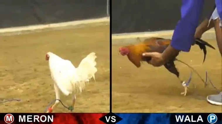 Cách Chơi Đá Gà Sabong Tại New88 Hiệu Quả Người Mới Cần Biết 2 Cách Chơi Đá Gà Sabong Tại New88 Hiệu Quả Người Mới Cần Biết